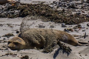 Female elephant seal at Ano Nuevo State Marine Conservation
