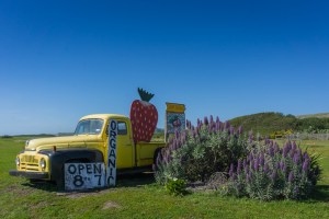 Swanton Berry Farm, California