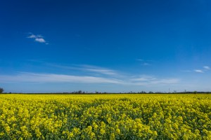 Spring rapeseed fields in full bloom