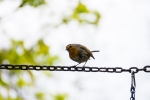 A robin at Sheringham Park