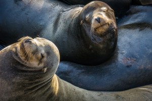 Sea Lions chilling
