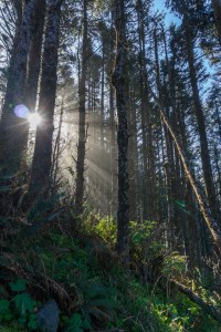 Morning in an Oregon State Park