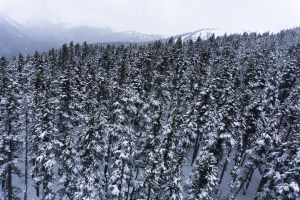 Snow covered trees