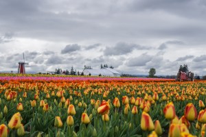 Wooden Shoe Tulip Farm in Oregon