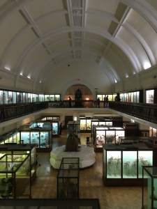 Horniman's amazing walrus!