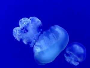Jellyfish in the Horniman Museum