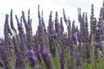 Lovely purple lavender