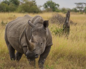 Rhino