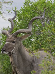 Kudu bull
