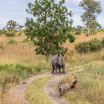 Rhino versus Hyena