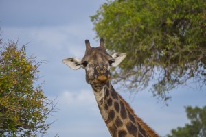 Giraffe